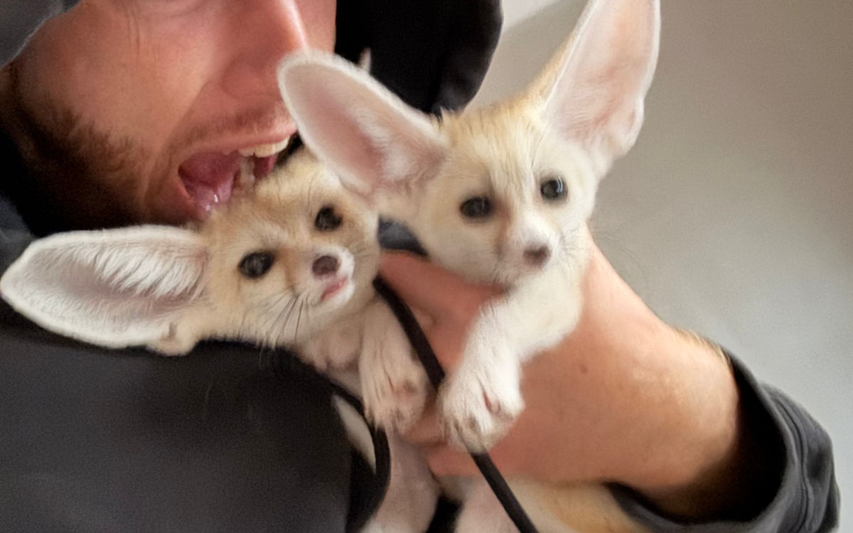 Fennec Fox