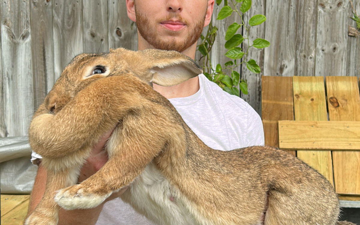 Flemish Giant Rabbit