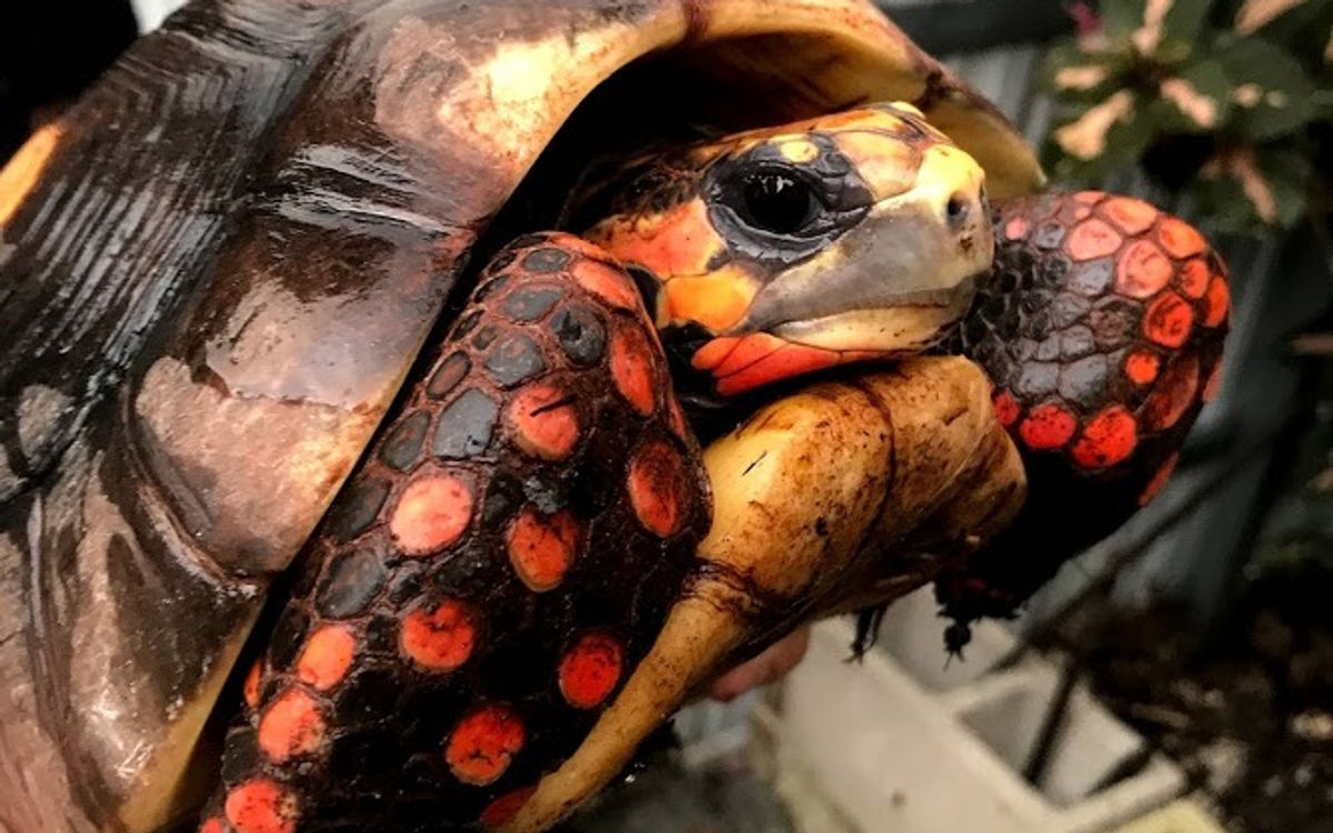 Redfoot Tortoise