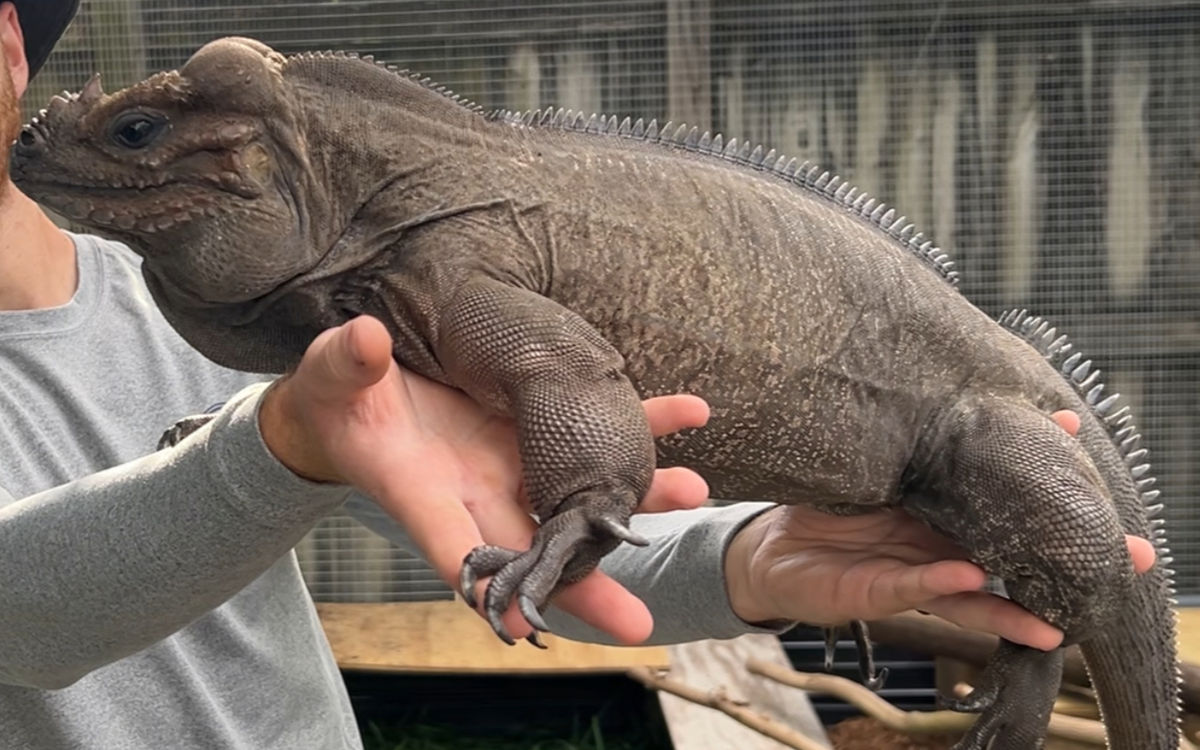 Rhino Iguana