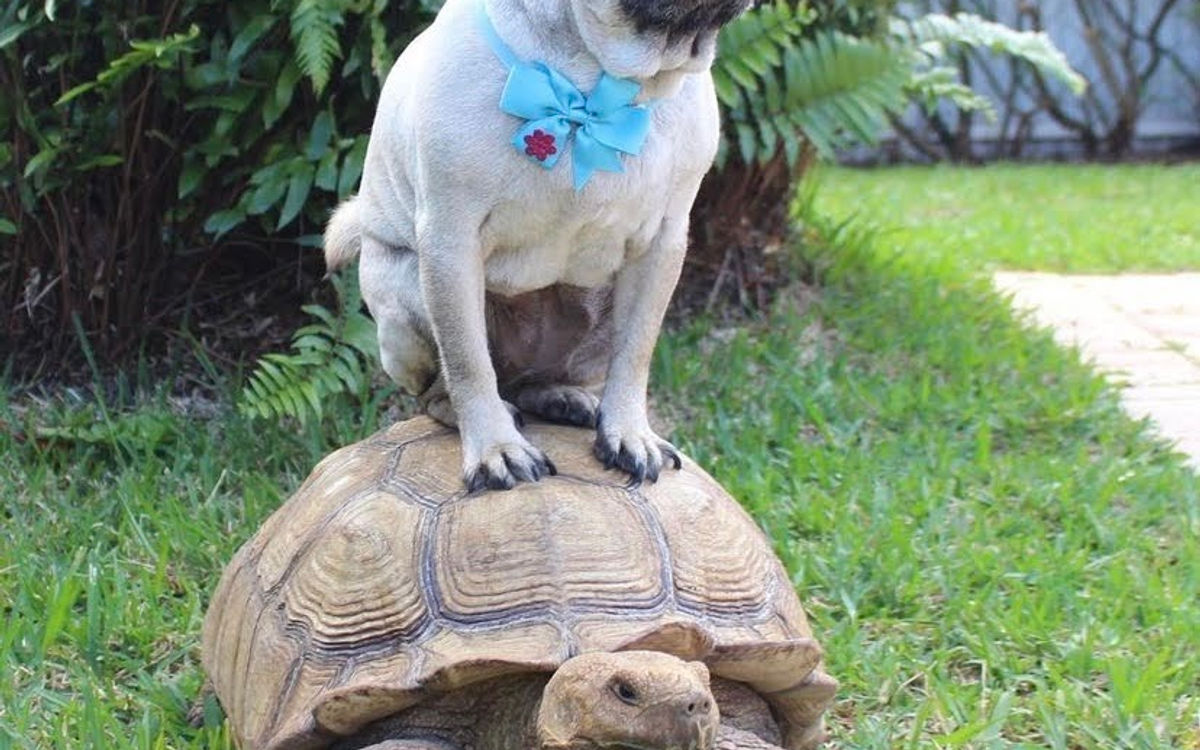 Sulcata Tortoise